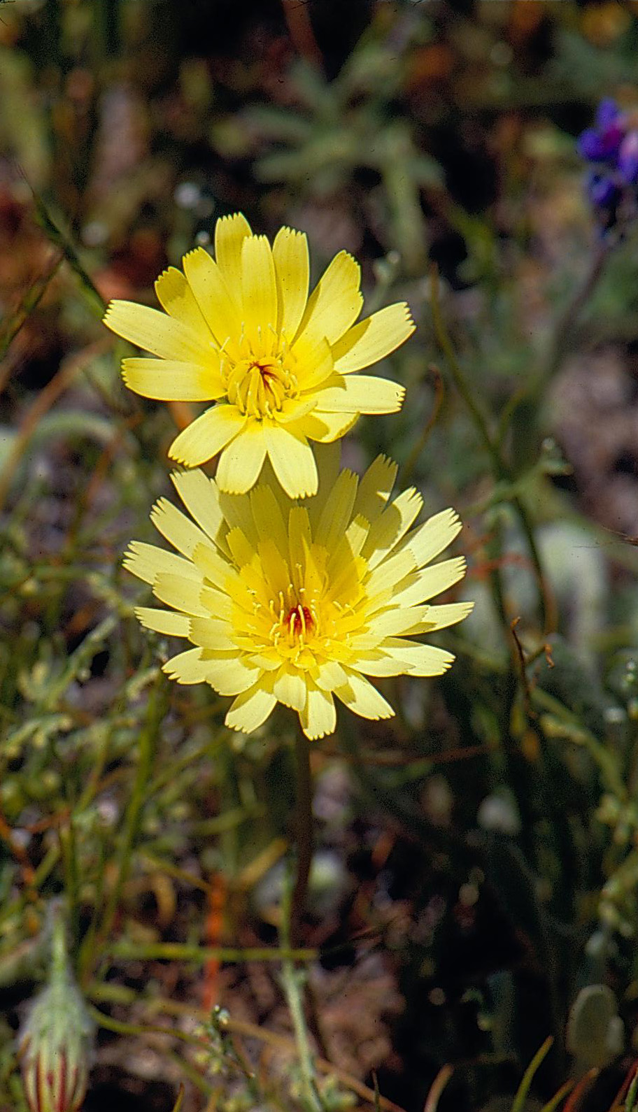 Malacothrix californica