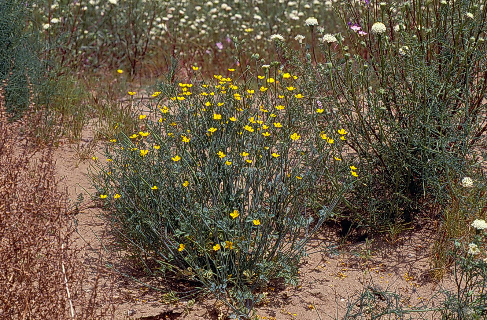Eschscholzia minutiflora ssp. covillei