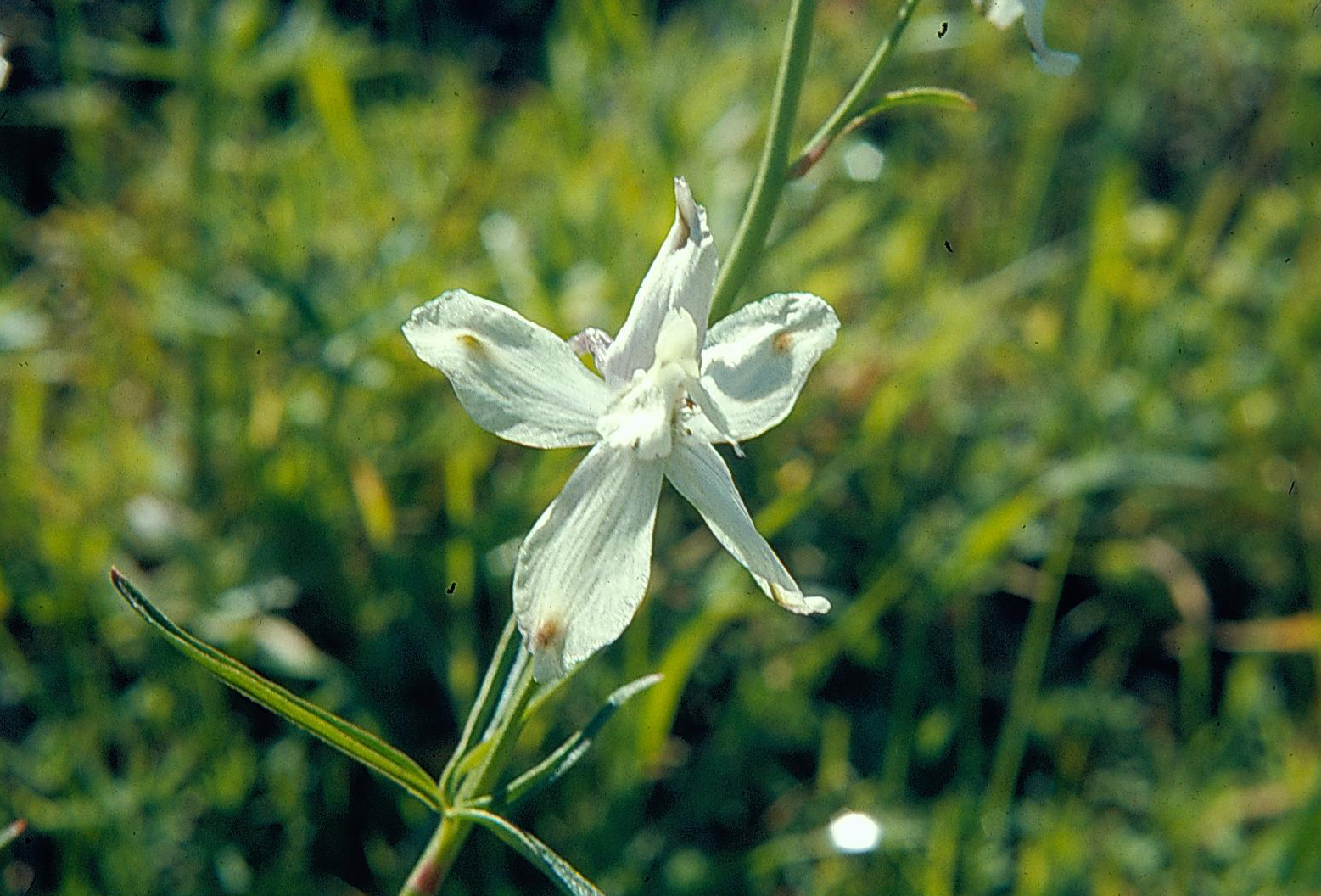 Delphinium parryi ssp. blochmaniae