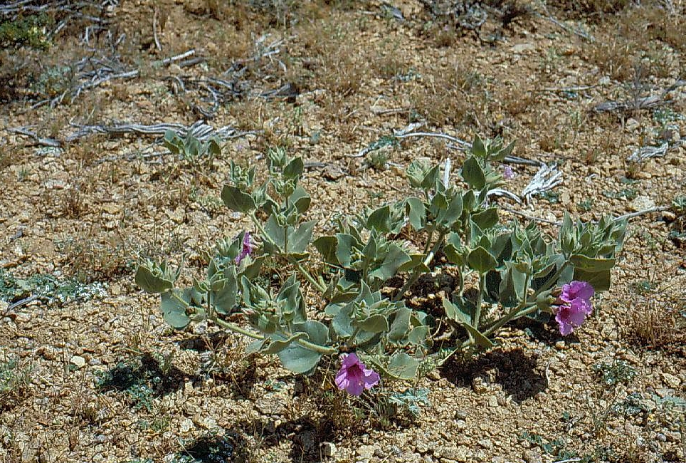 Mirabilis multiflora var. pubescens
