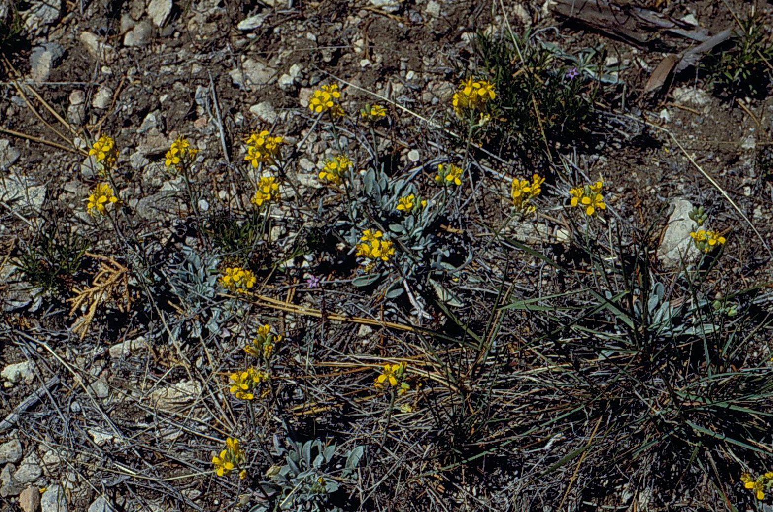 Physaria kingii ssp. bernardina