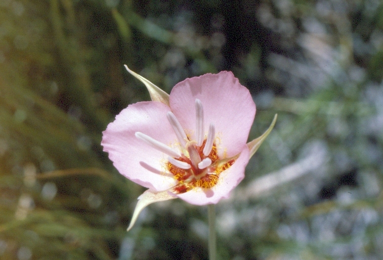 Calochortus palmeri