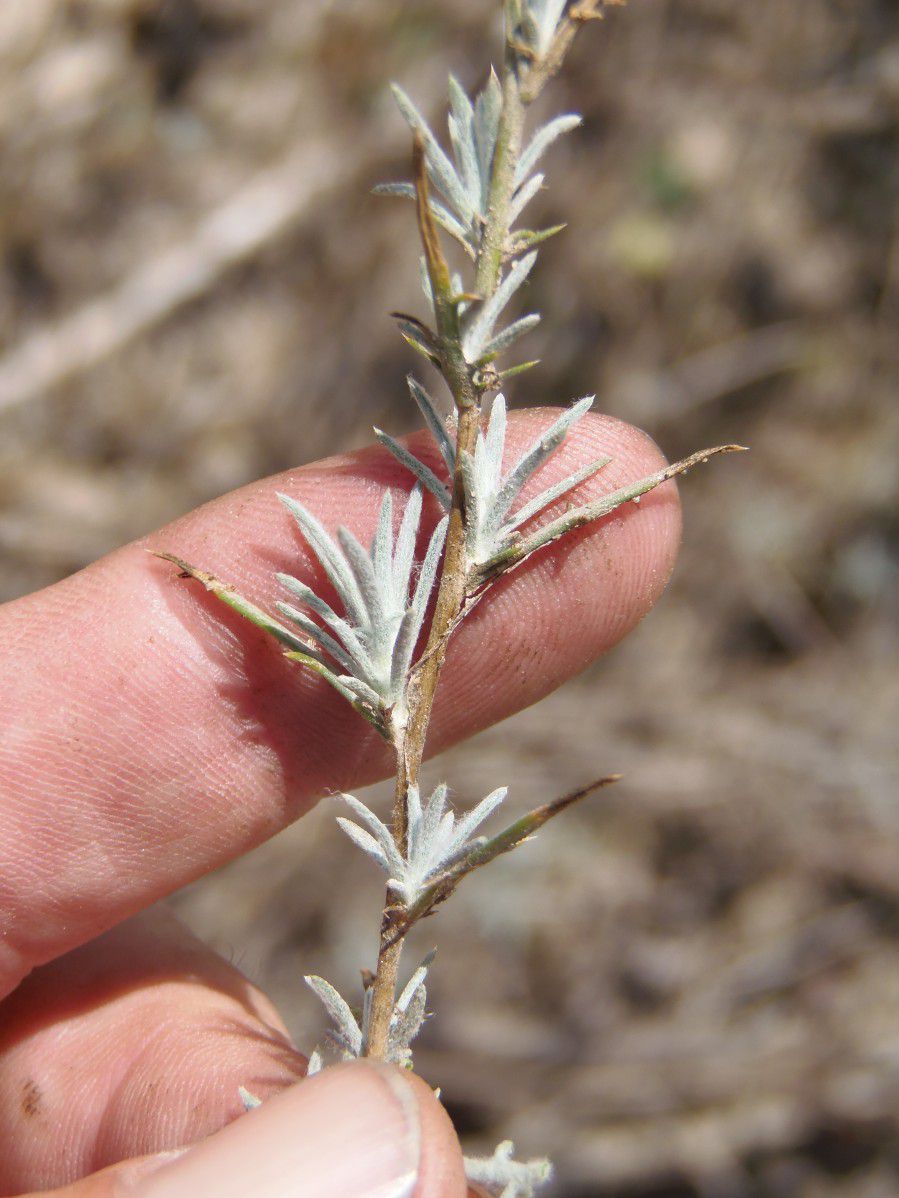 Eriastrum densifolium ssp. sanctorum