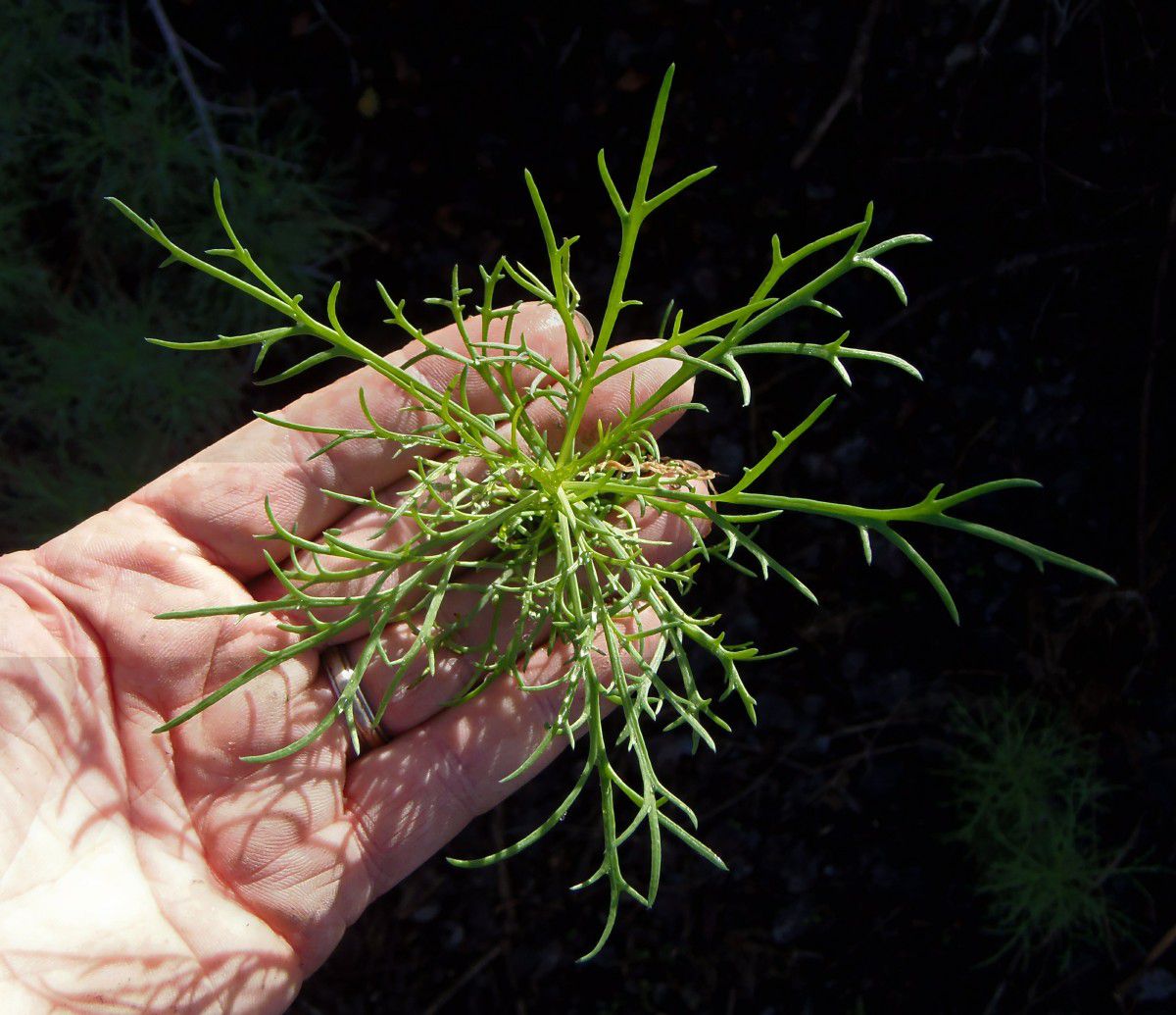 Argyranthemum foeniculum