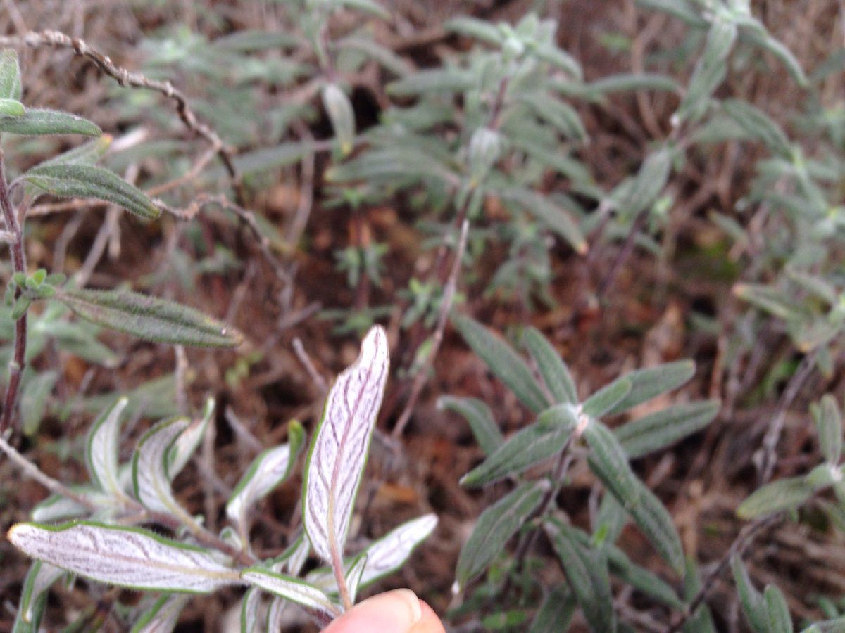 Monardella hypoleuca ssp. lanata