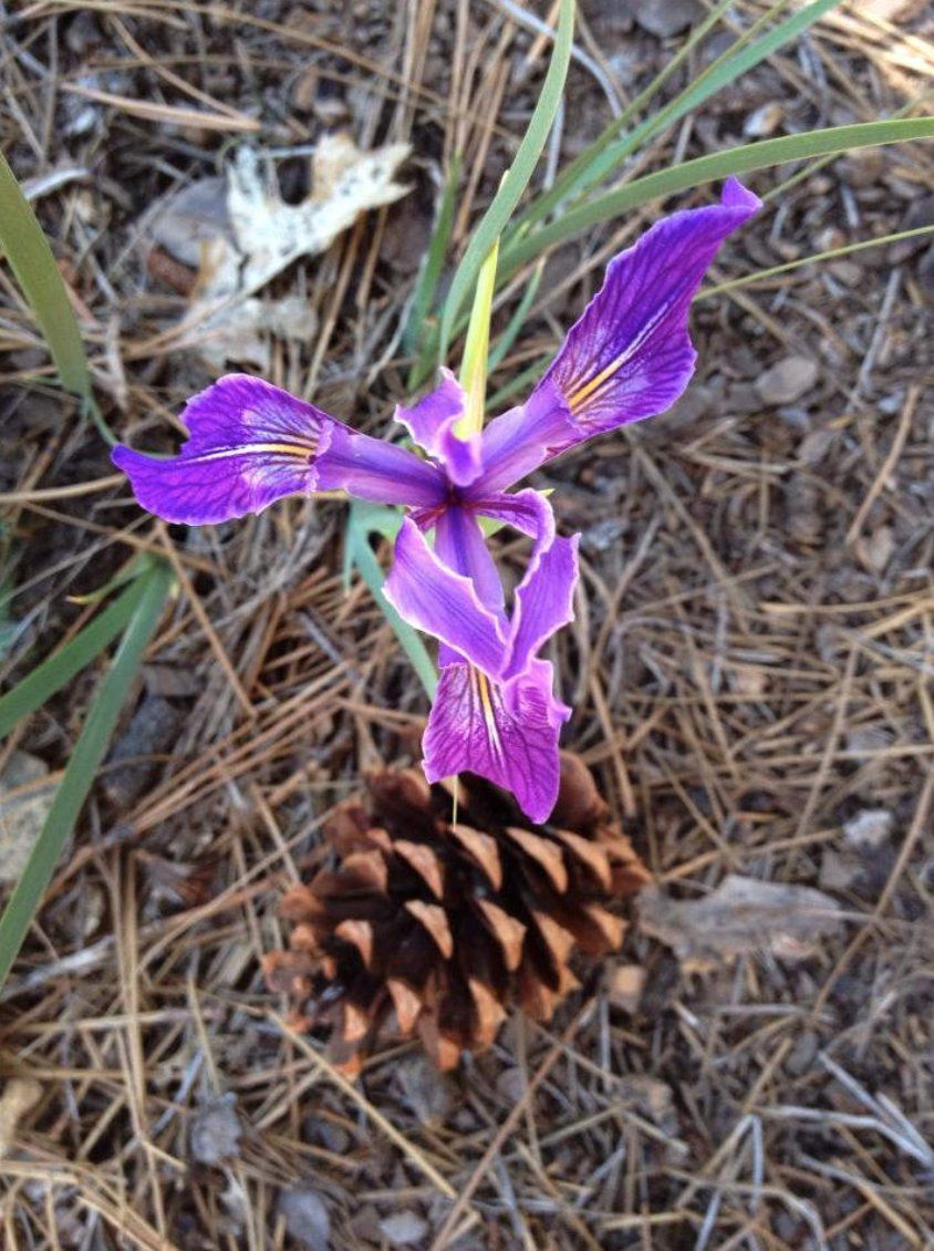 Iris hartwegii ssp. australis