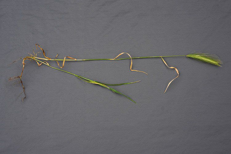 Hordeum murinum ssp. glaucum
