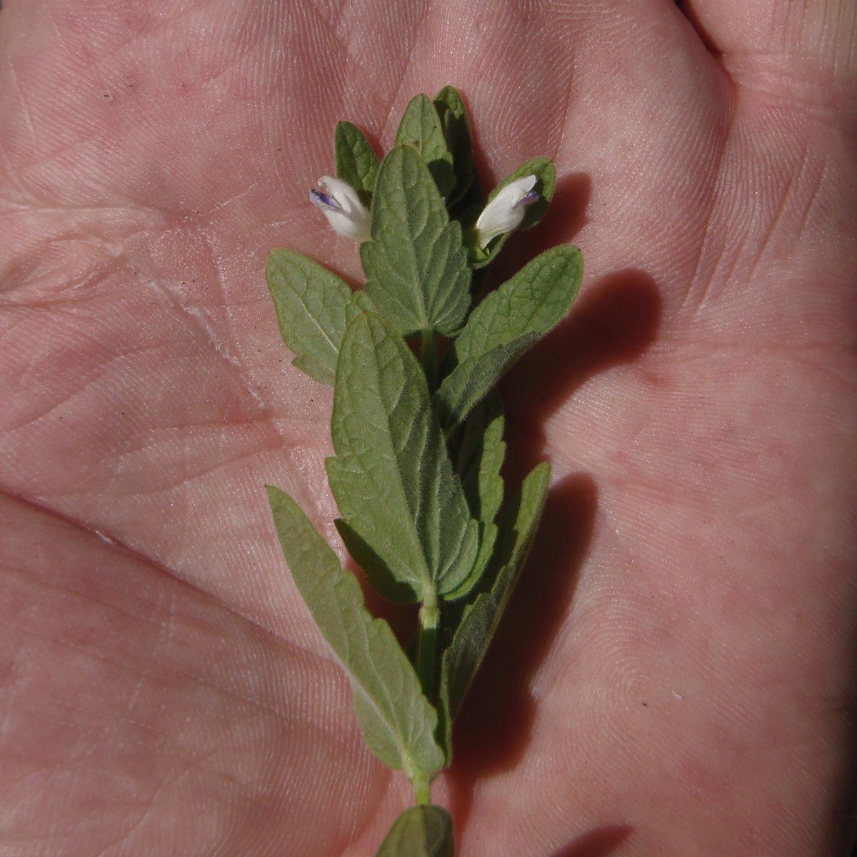 Scutellaria bolanderi ssp. austromontana