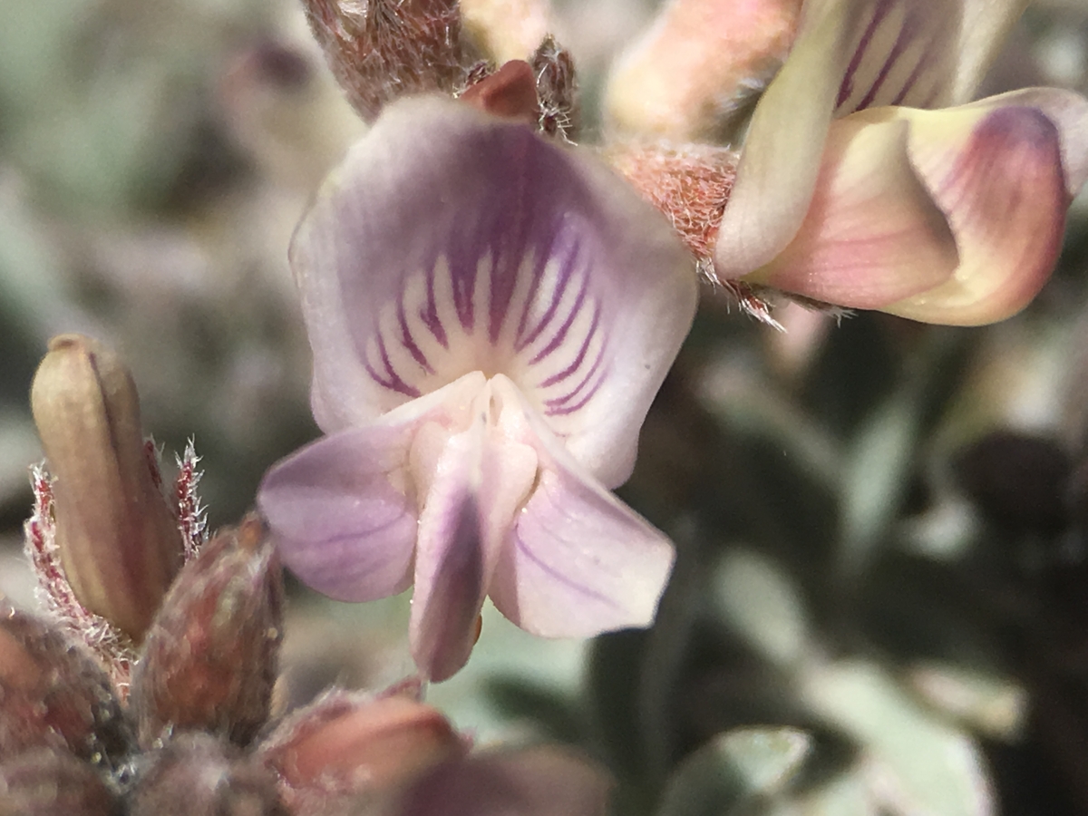 Astragalus platytropis