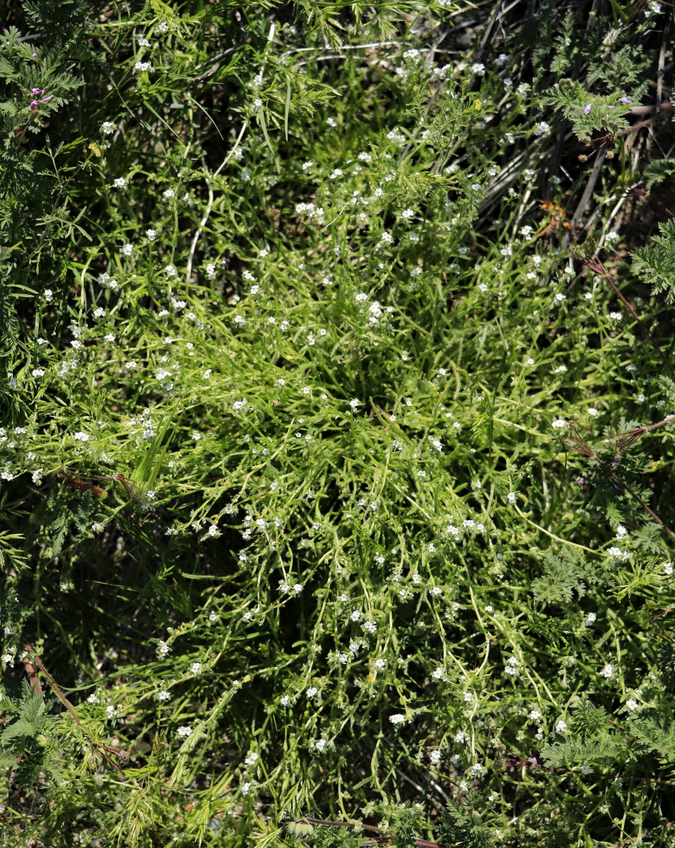 Plagiobothrys collinus