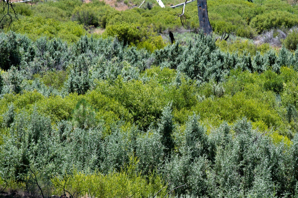 Shepherdia argentea