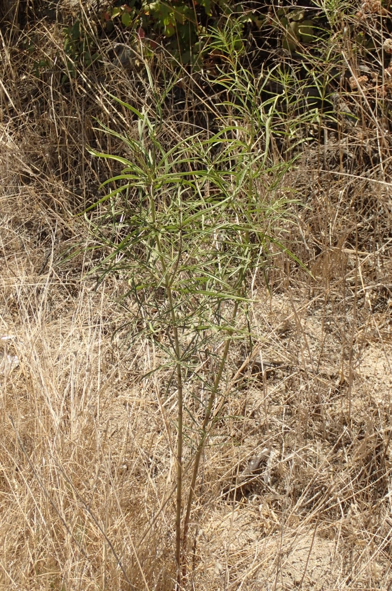 Deinandra paniculata