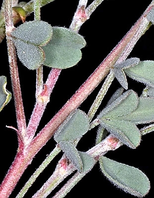 Astragalus iodanthus
