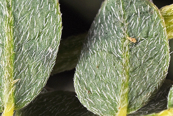 Astragalus canadensis var. brevidens