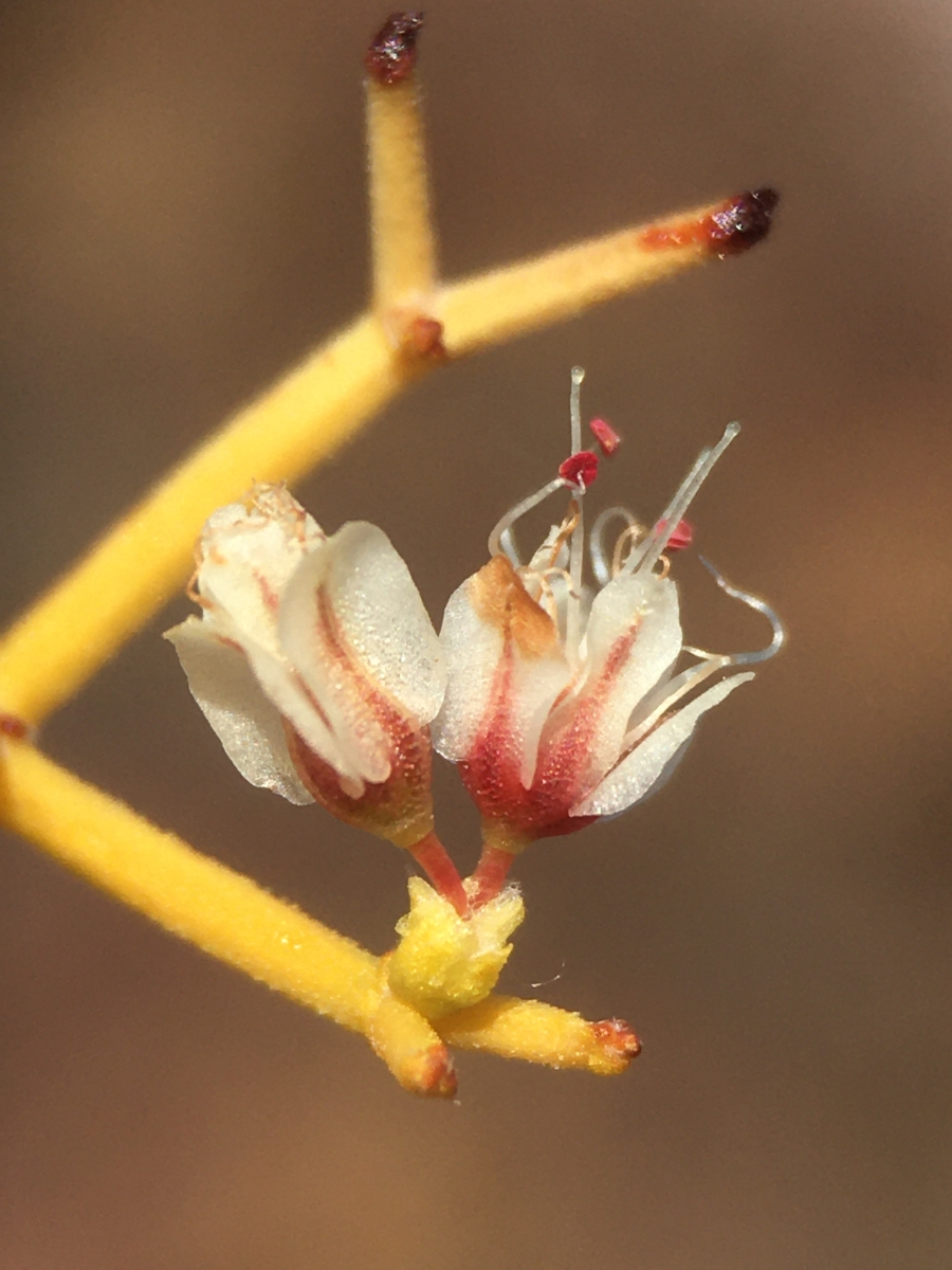 Eriogonum heermannii var. sulcatum
