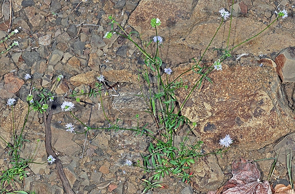 Gilia capitata ssp. capitata