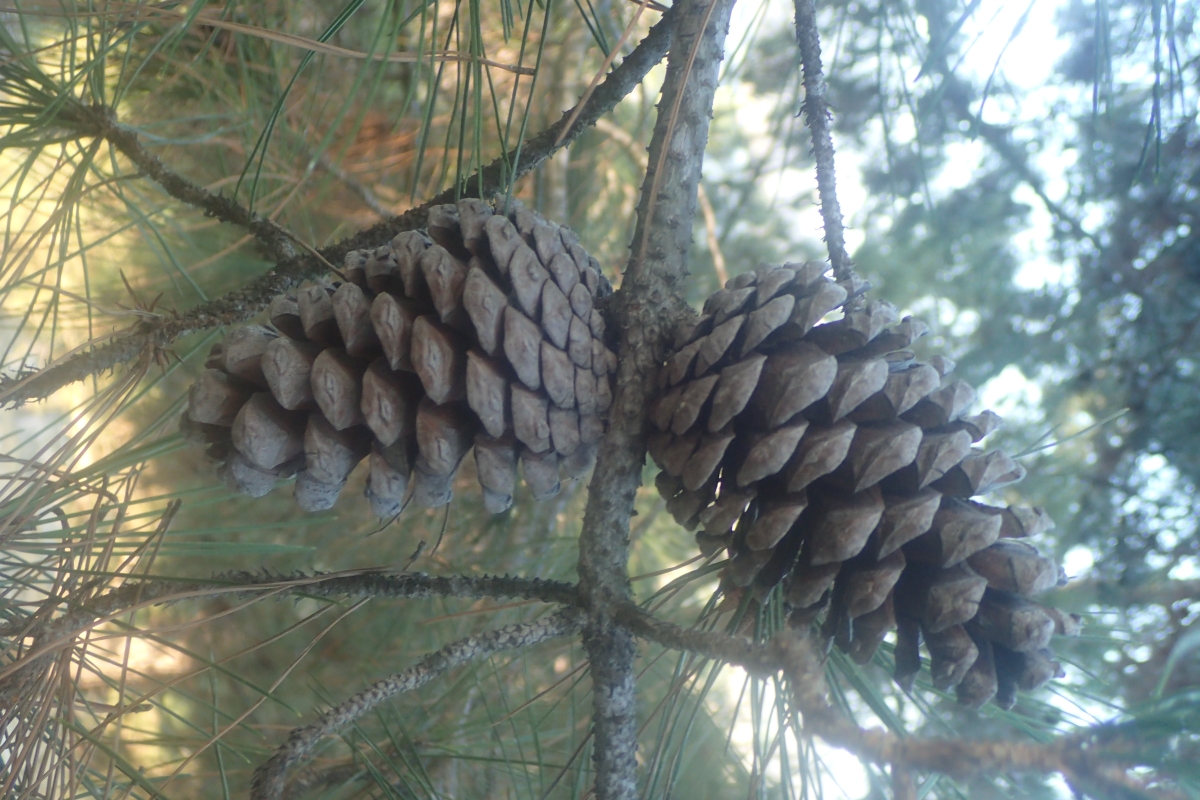 Pinus eldarica