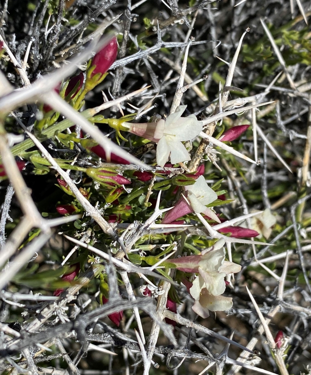 Menodora spinescens var. mohavensis