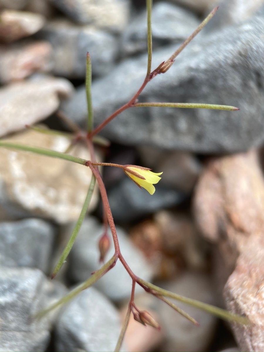 Linanthus filiformis
