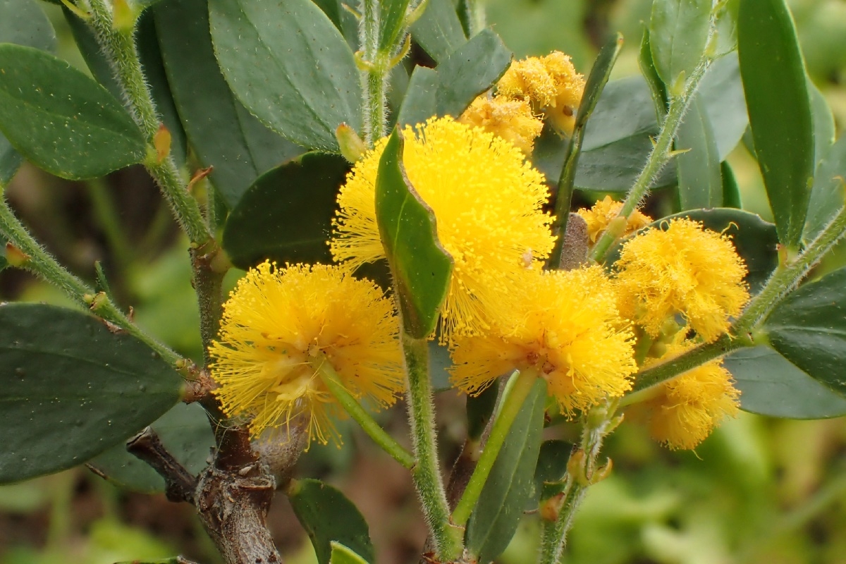 Acacia bivenosa