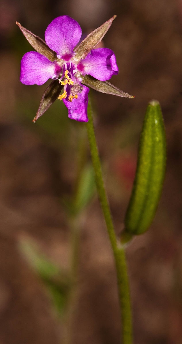 Clarkia stellata