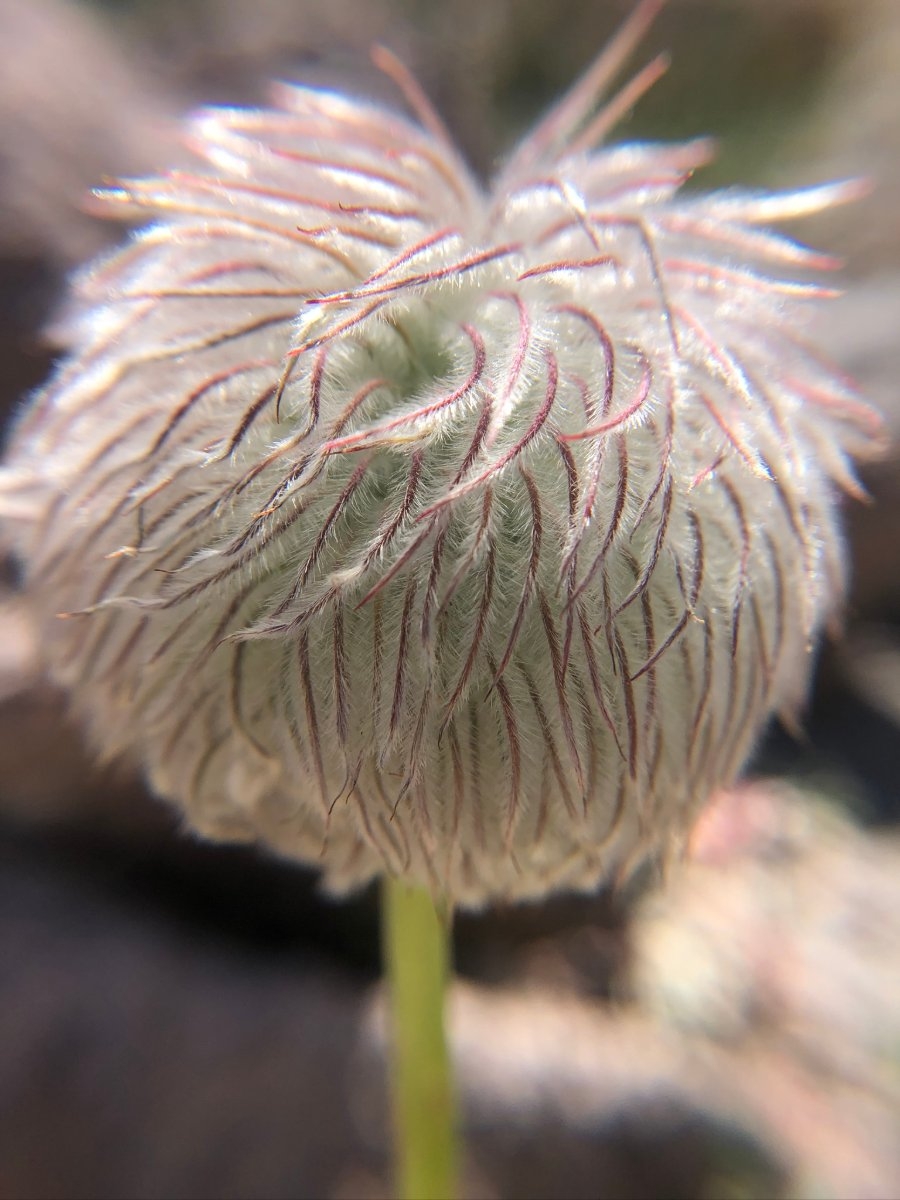 Anemone occidentalis