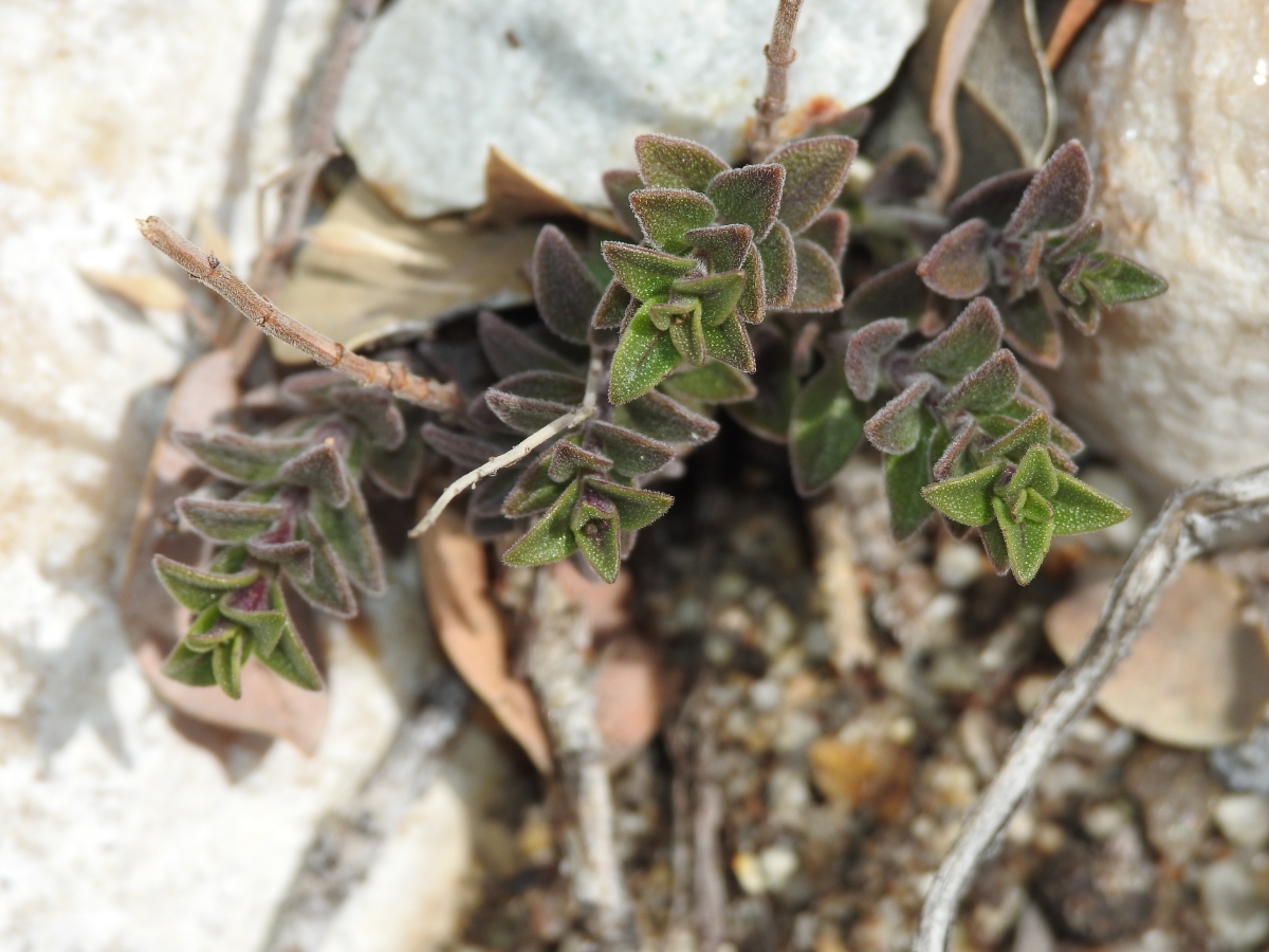 Hedeoma nana ssp. californica