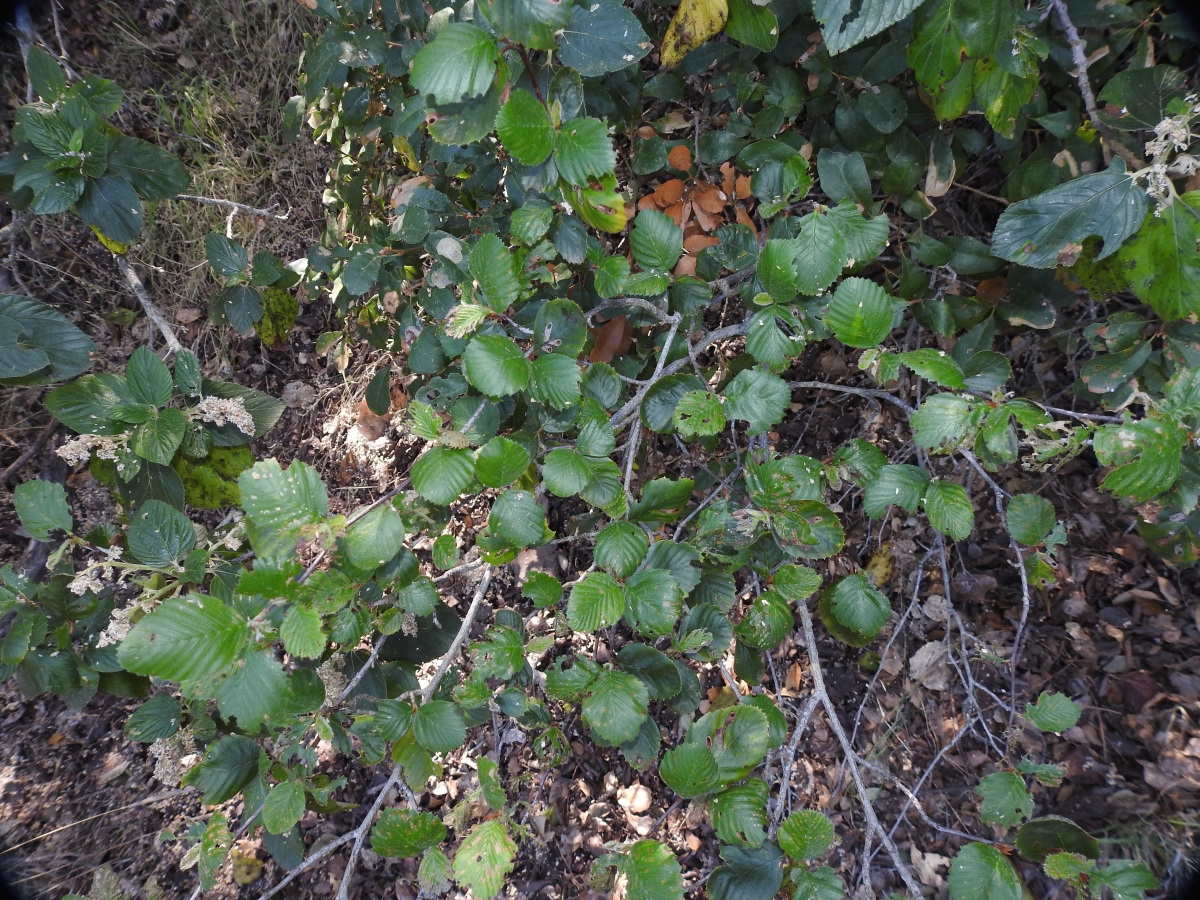Cercocarpus betuloides var. blancheae