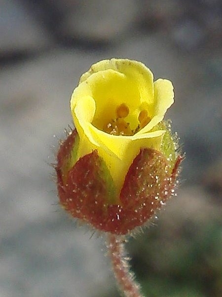 Drymocallis cuneifolia