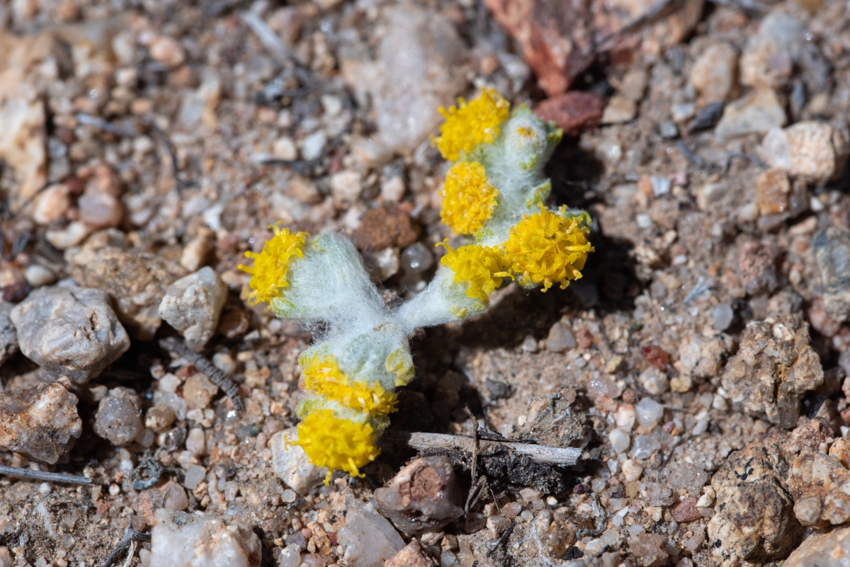 Eriophyllum pringlei