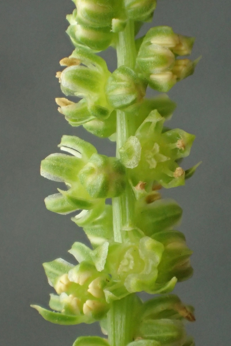 Beta vulgaris ssp. maritima