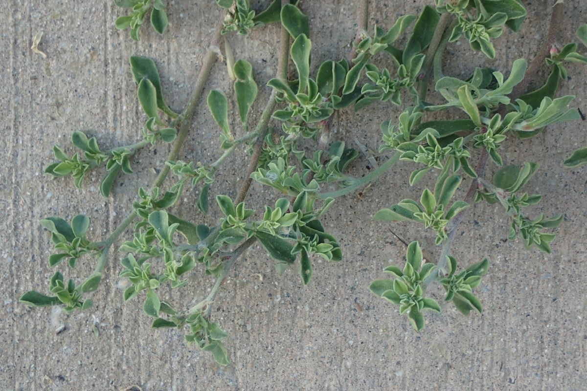 Galenia pubescens