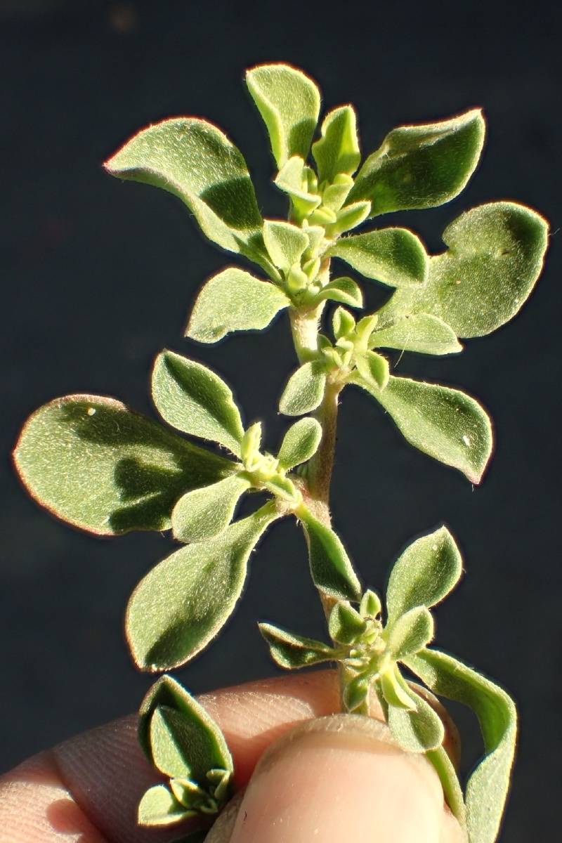 Galenia pubescens