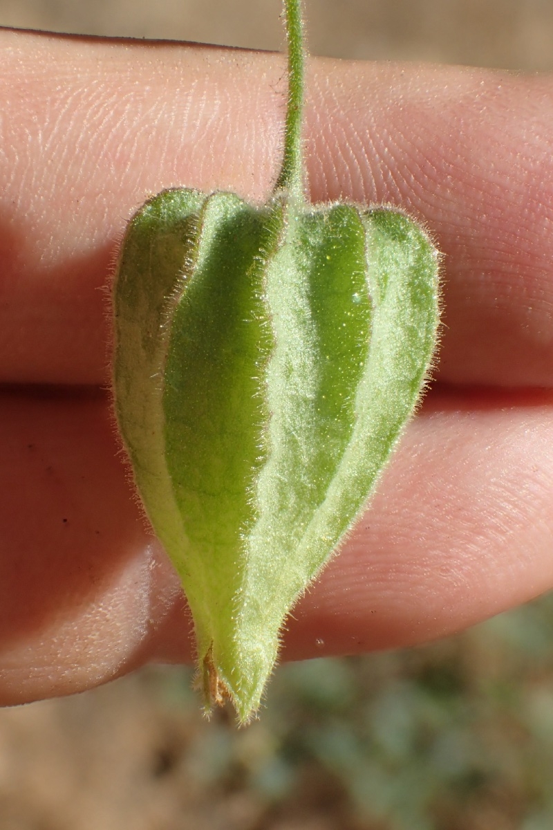 Physalis hederifolia