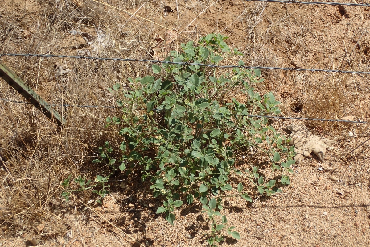 Physalis hederifolia