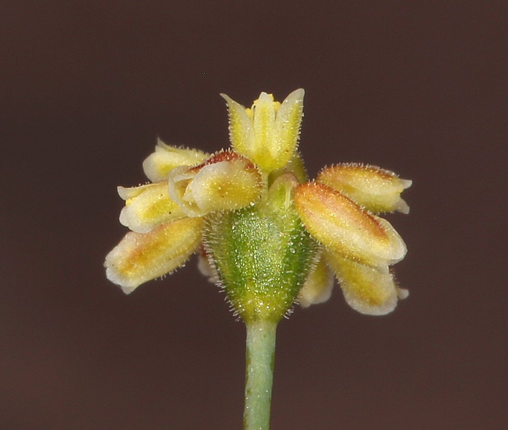 Eriogonum pusillum