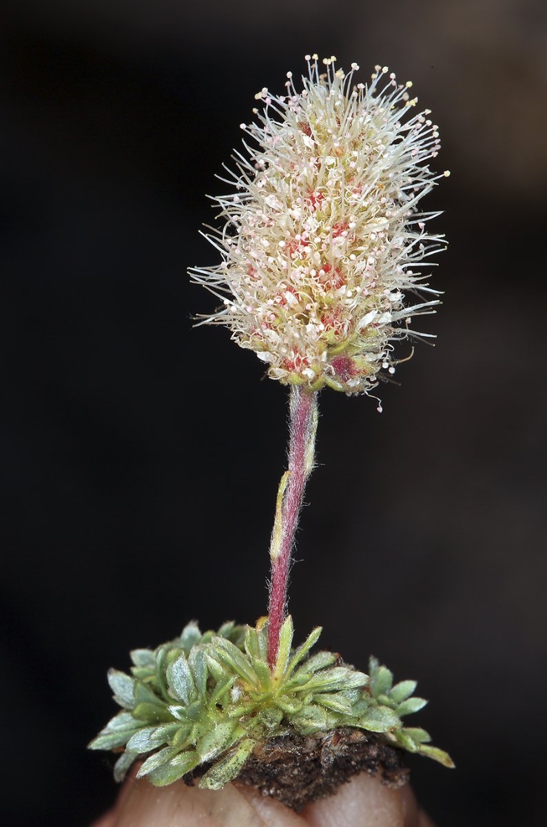 Petrophytum caespitosum