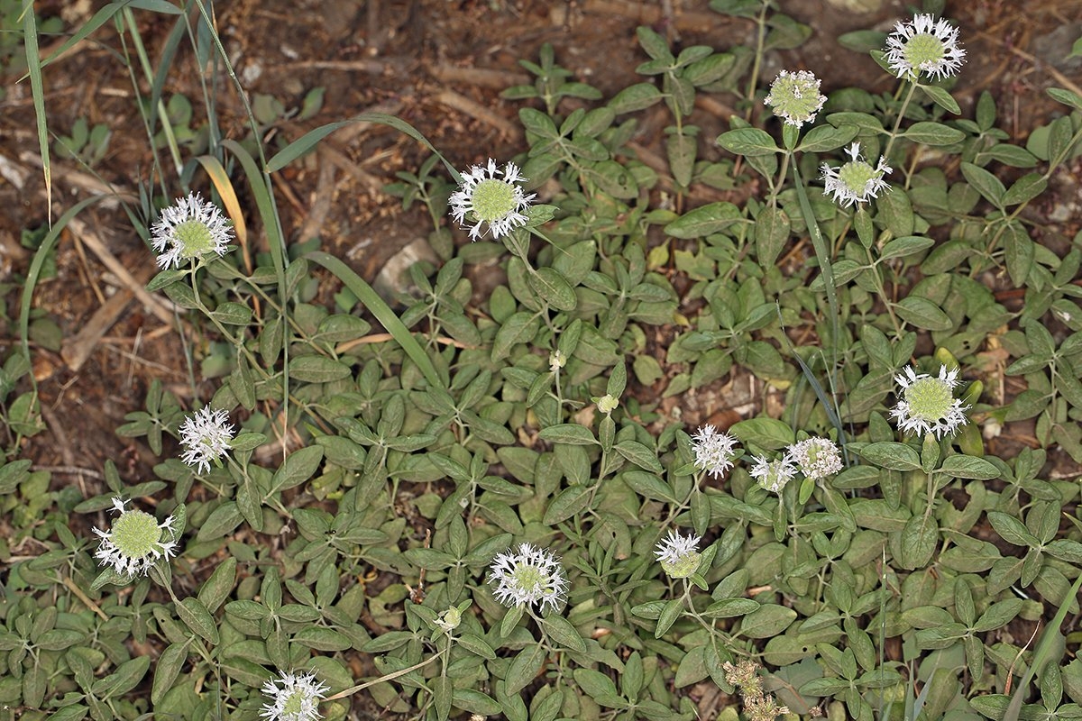 Monardella odoratissima
