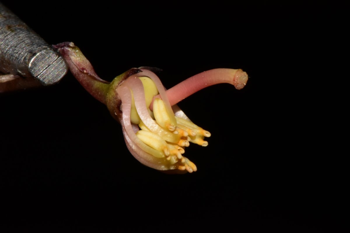 Pyrola aphylla