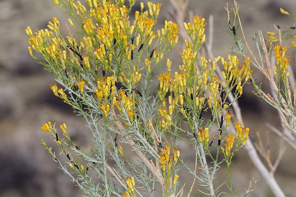 Ericameria paniculata