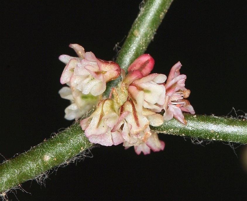 Eriogonum palmerianum