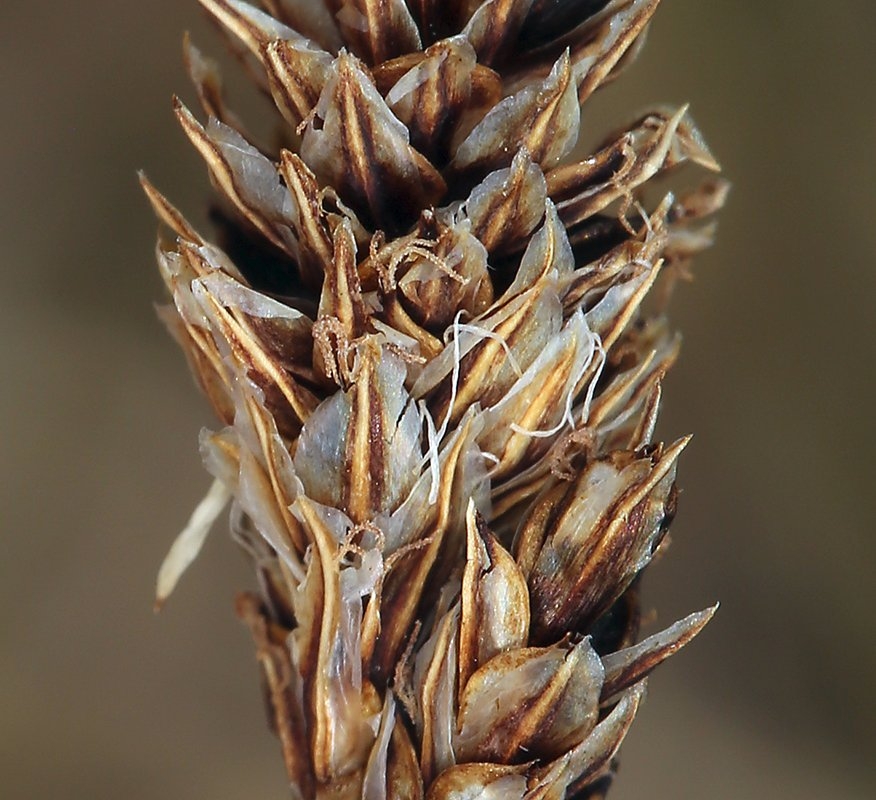 Carex orestera