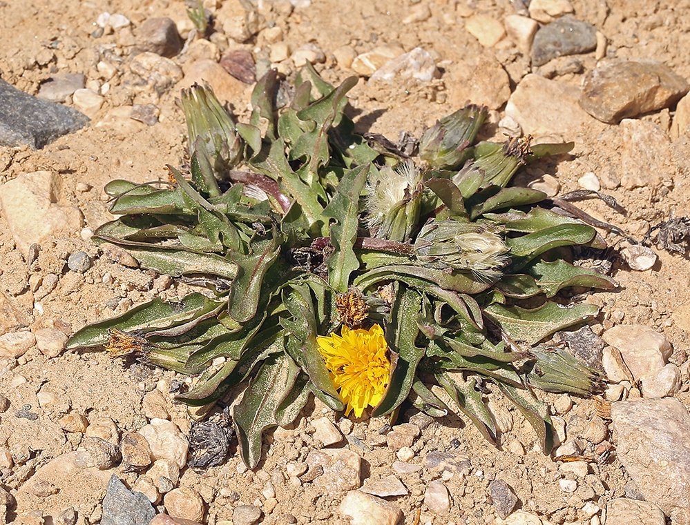 Taraxacum ceratophorum