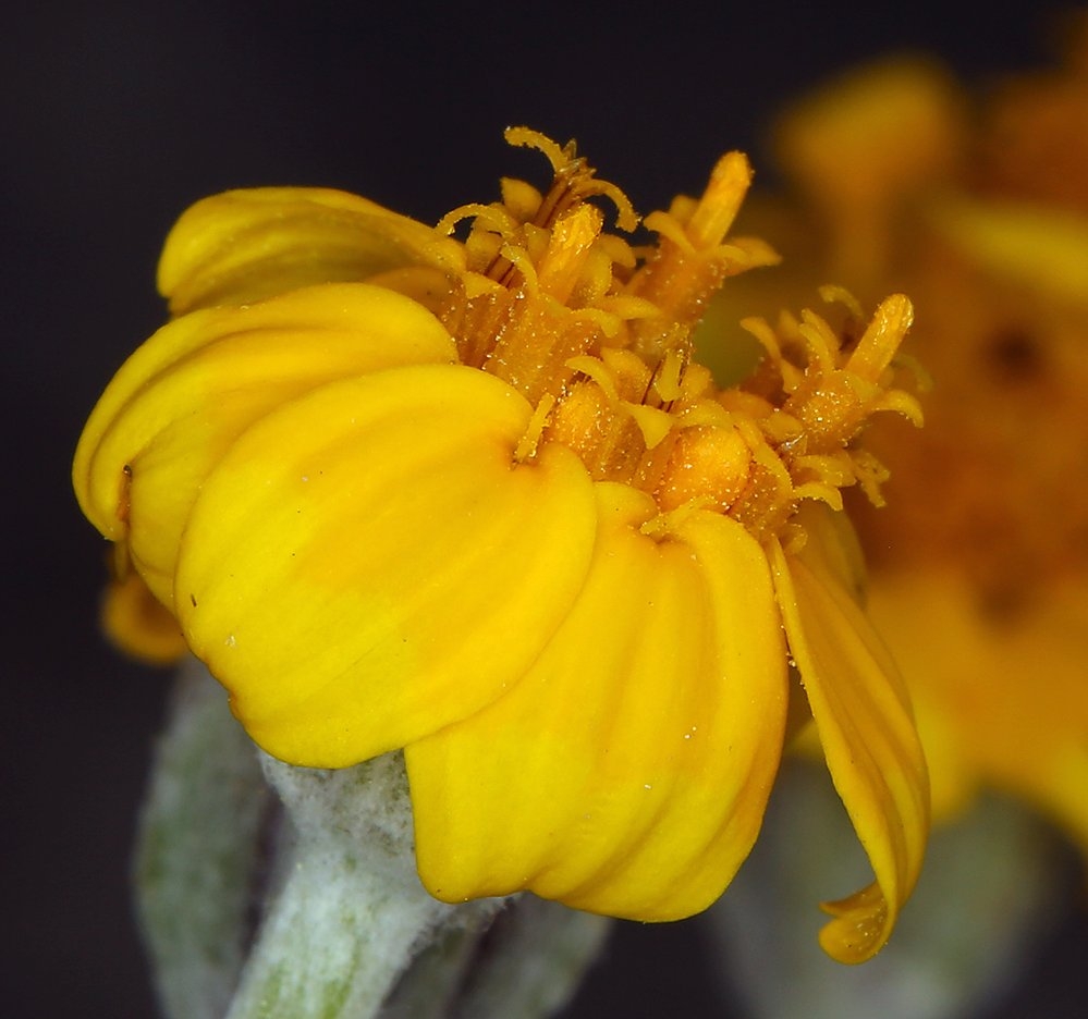 Eriophyllum lanatum