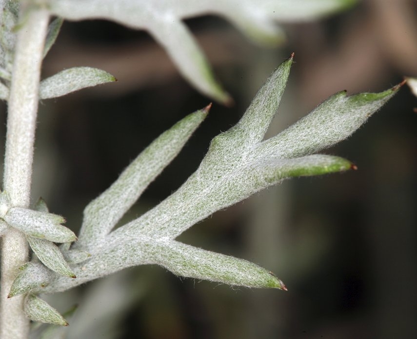 Artemisia ludoviciana ssp. albula