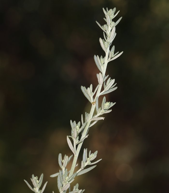 Artemisia ludoviciana