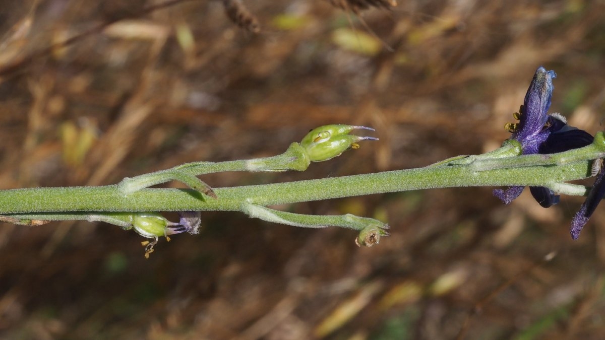 Delphinium hesperium ssp. cuyamacae