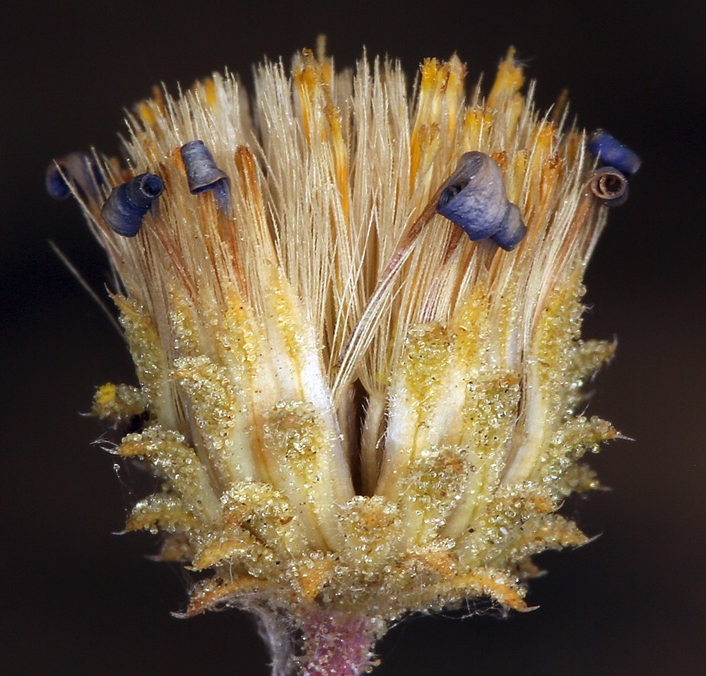 Dieteria canescens