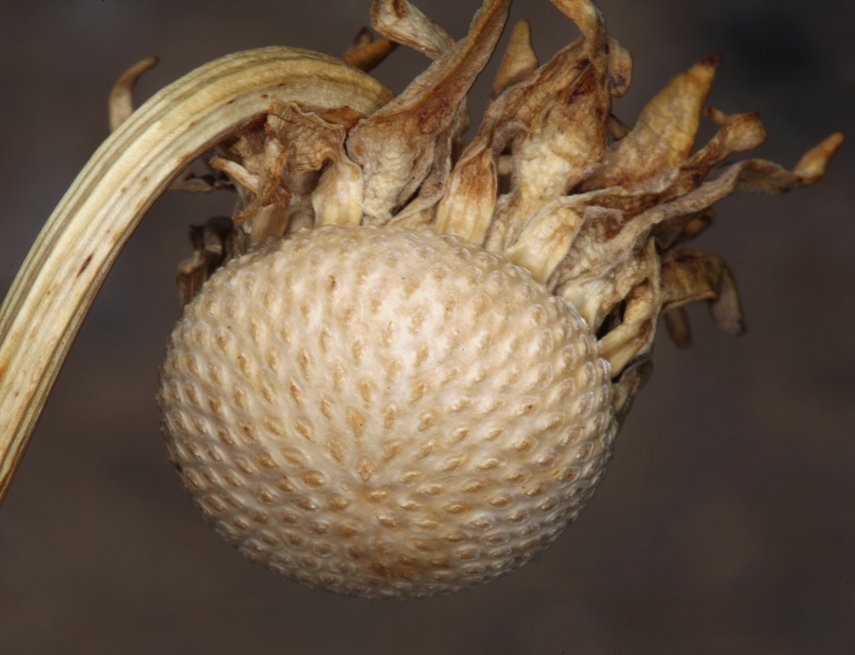 Enceliopsis covillei