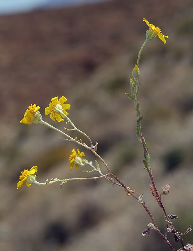 Eriophyllum ambiguum